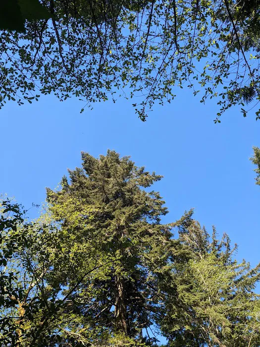 Alder Dune Picture 1