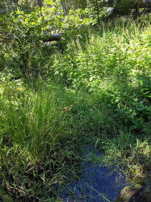 Whispering Pine Horse Camp Picture 6