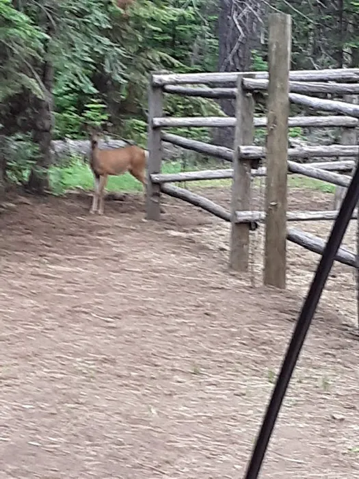 Whispering Pine Horse Camp Picture 4