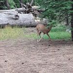 Whispering Pine Horse Camp