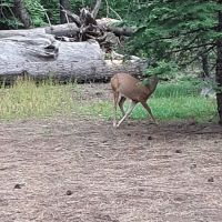 Whispering Pine Horse Camp ico