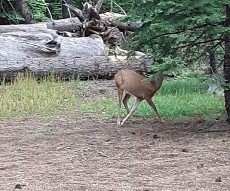 Whispering Pine Horse Camp