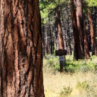 Sisters Cow Camp ico