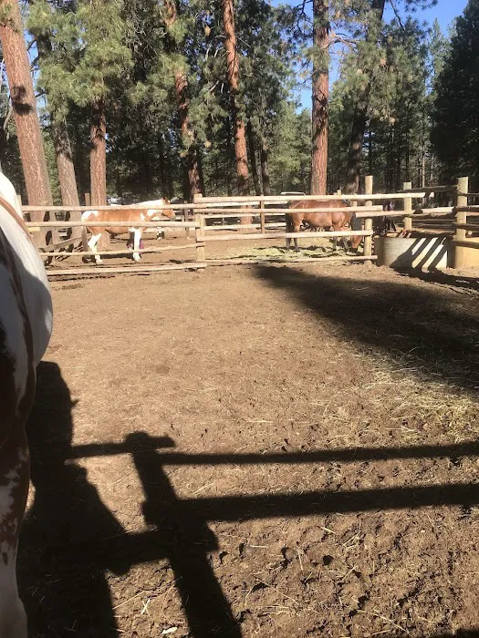 Sisters Cow Camp Picture 4