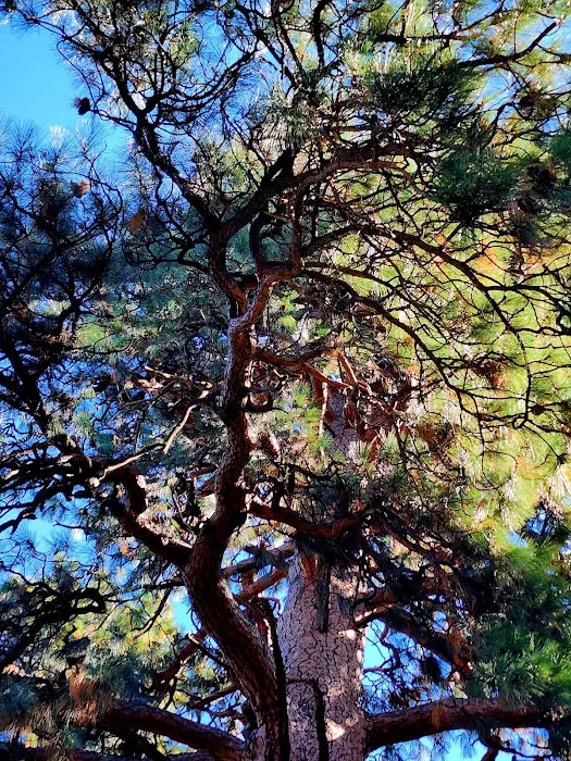 Sisters Creekside Campground Picture 5