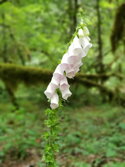 Frissell Crossing Campground Picture 2