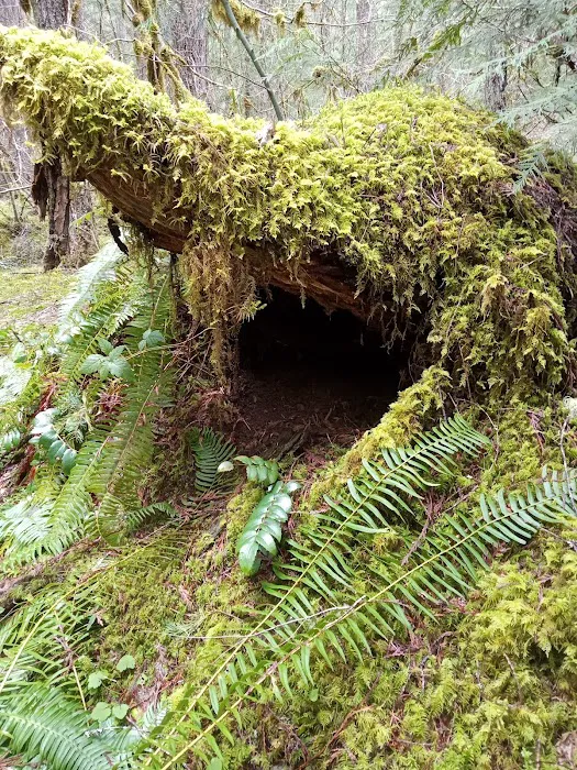 Frissell Crossing Campground Picture 7