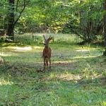 Frissell Crossing Campground