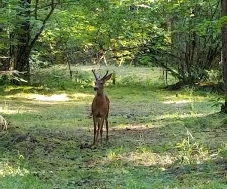Frissell Crossing Campground