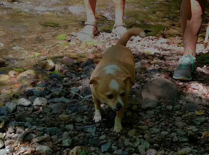 Roaring River Group Campground Picture 8