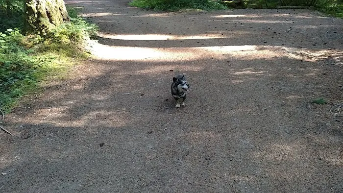 Roaring River Group Campground Picture 1