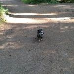 Roaring River Group Campground