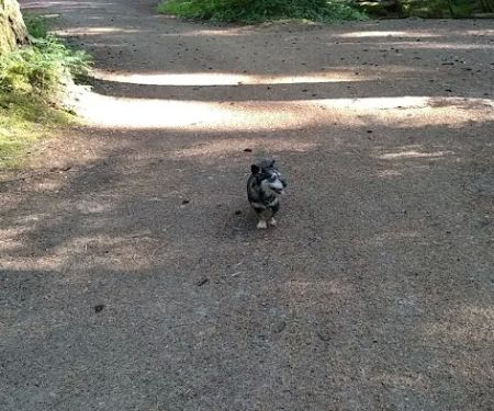 Roaring River Group Campground
