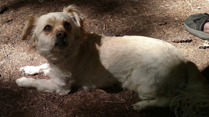 Roaring River Group Campground Picture 6