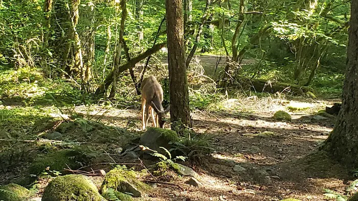 Roaring River Group Campground Picture 3