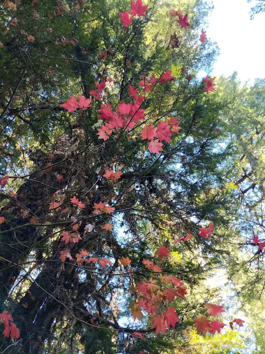 Kiahanie Campground Picture 8