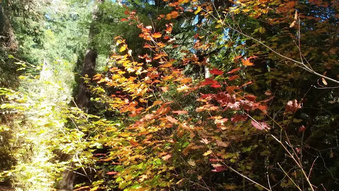 Kiahanie Campground Picture 9