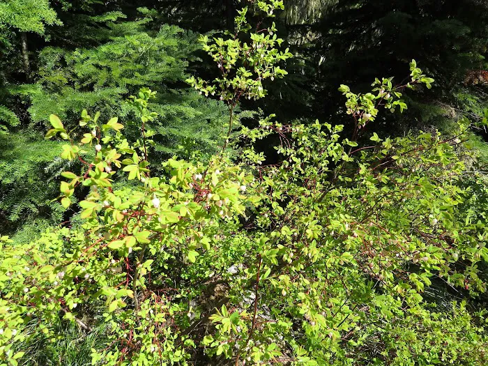 Blair Lake Campground Picture 2