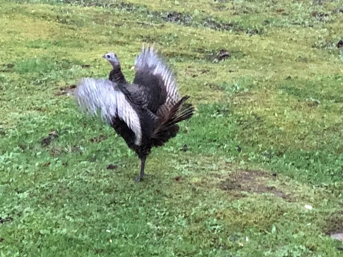 Clayton's RV Park Picture 6