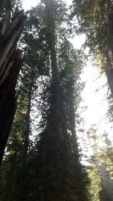 Outlet Campground at Priest Lake Picture 10