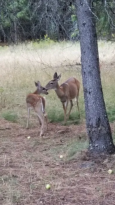 Waldron Campground Picture 5