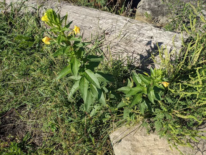 Lakeside Mobile Home Park Picture 7