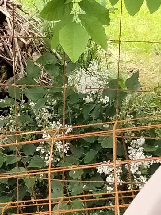 Frank's Mobile Homes-Park Picture 4