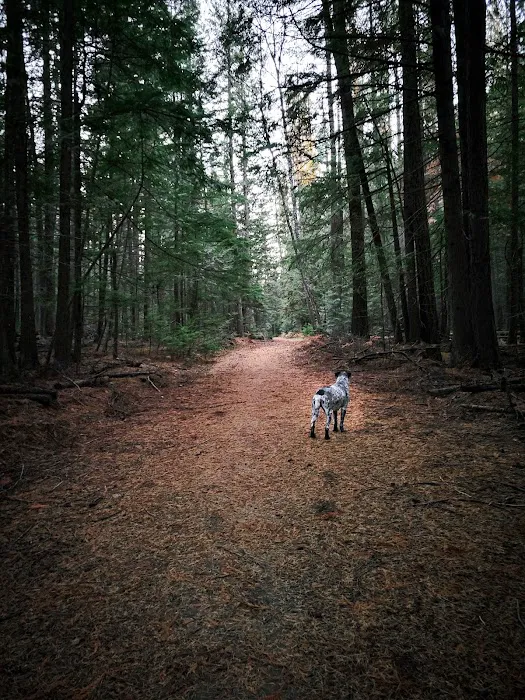 Round Lake Campground Picture 9