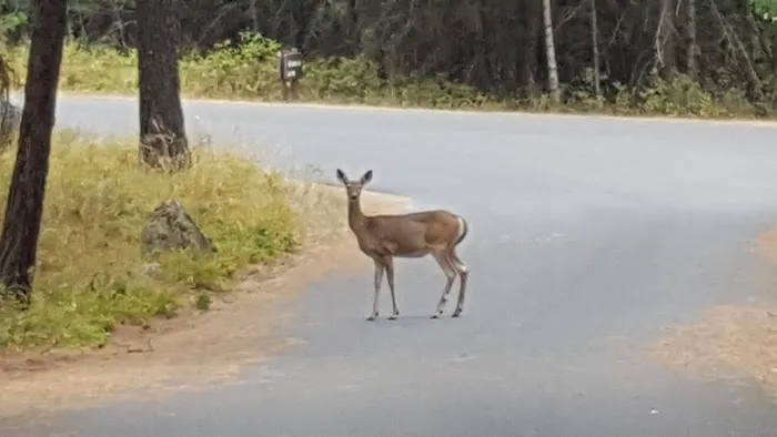 Whitetail Campground Picture 1