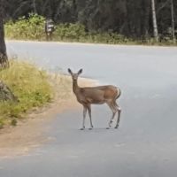 Whitetail Campground ico