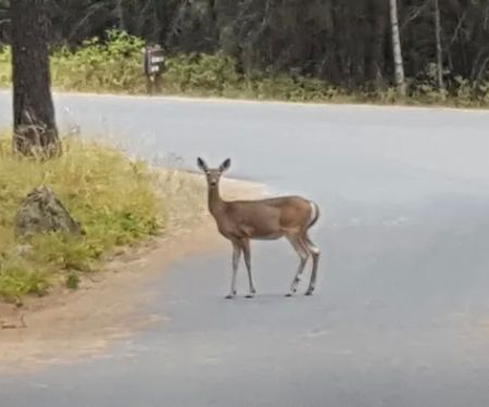 Whitetail Campground
