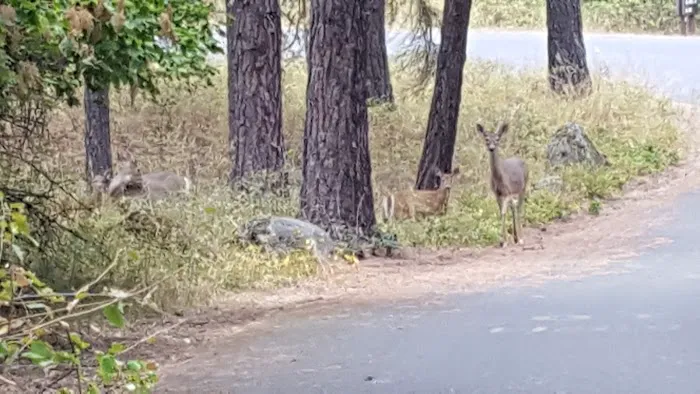 Whitetail Campground Picture 5