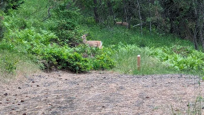 Harrison Bluffs Campground Picture 1