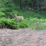 Harrison Bluffs Campground