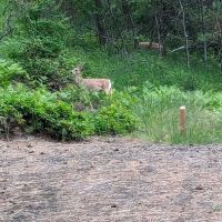 Harrison Bluffs Campground ico