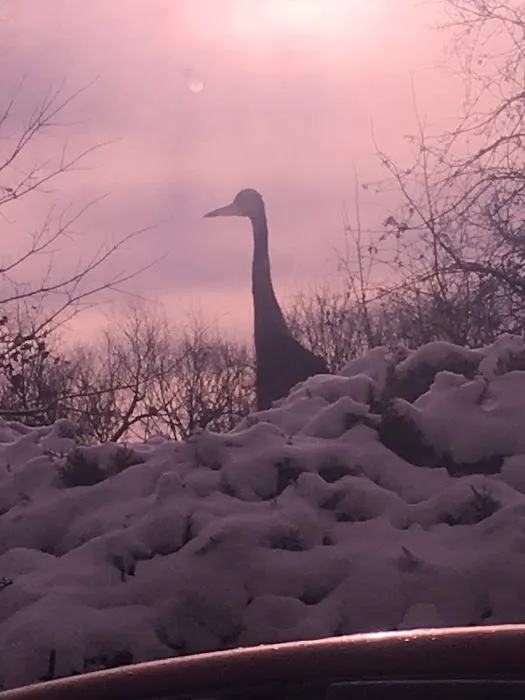 Nimisila Senior Estates Picture 10