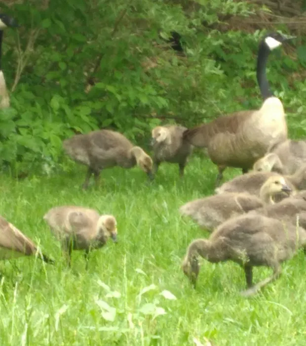 Nimisila Senior Estates Picture 7