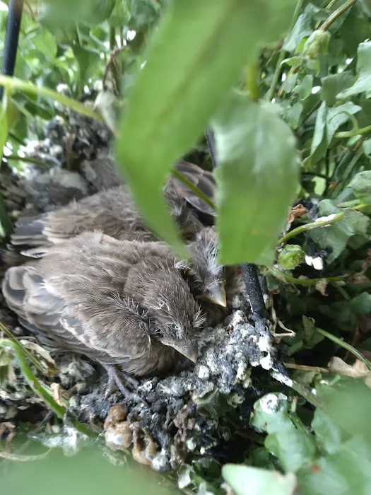 Nimisila Senior Estates Picture 6