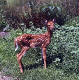 Nimisila Senior Estates Picture 2