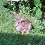 Nimisila Senior Estates