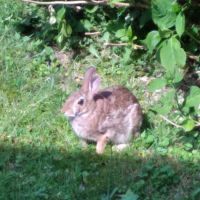 Nimisila Senior Estates ico