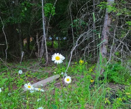 Camp Stidwell, Kiwanis