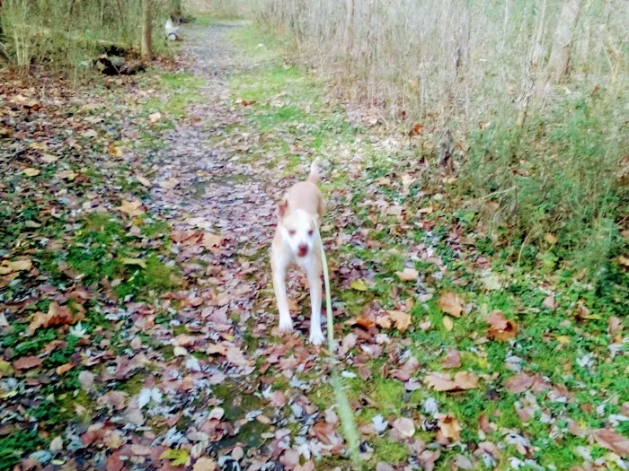 South Haven Mobile Home Park Picture 1