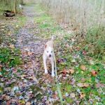 South Haven Mobile Home Park