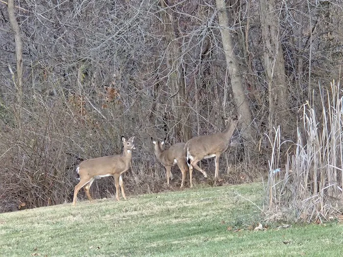 Meadowbrooke RV Park Picture 3