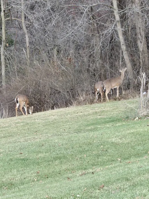 Meadowbrooke RV Park Picture 4