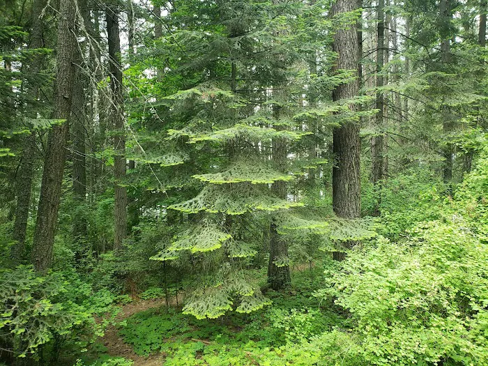 Benewah Lake Campground Picture 2