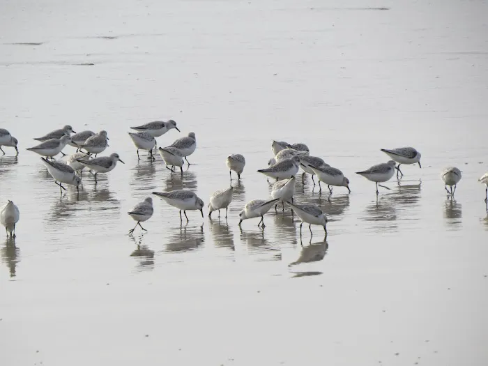 South Jetty Sand Camping Access Picture 2