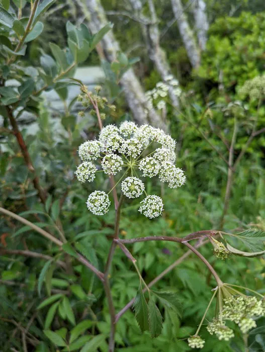 Tahkenitch Landing Campground Picture 9