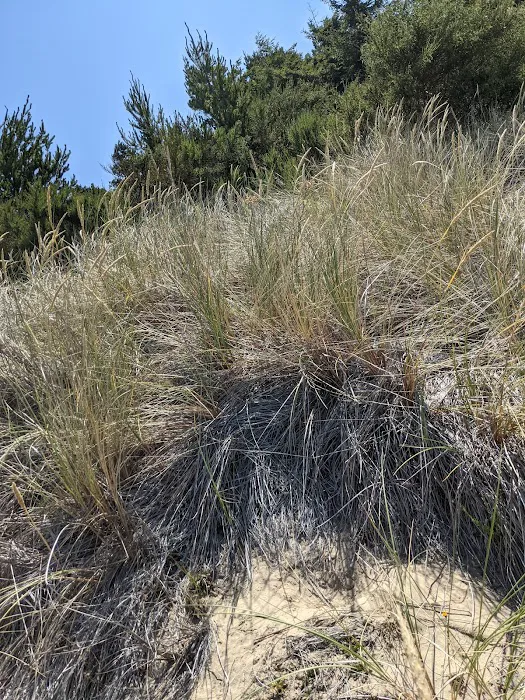 Carter Dunes Trailhead Picture 4